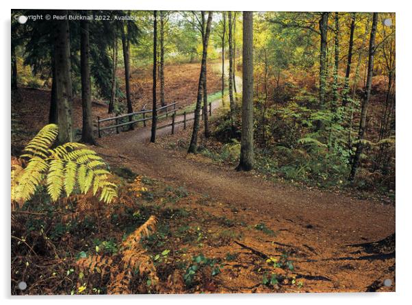 Alice Holt Woodland Path in Autumn Acrylic by Pearl Bucknall