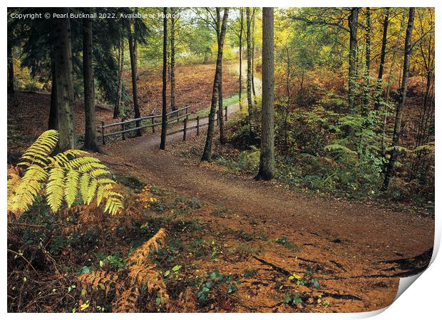 Alice Holt Woodland Path in Autumn Print by Pearl Bucknall