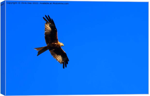 Red Kite Canvas Print by Chris Day