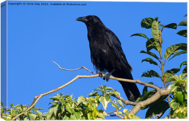 Caw said the Crow Canvas Print by Chris Day