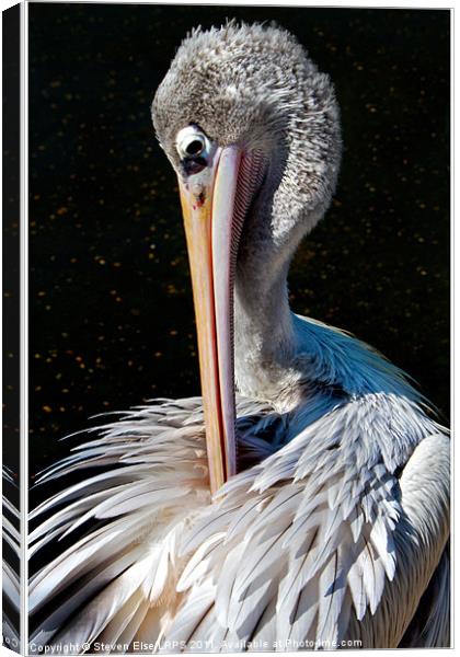 Pelican Preening Canvas Print by Steven Else ARPS