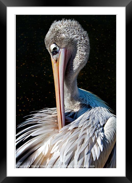Pelican Preening Framed Mounted Print by Steven Else ARPS