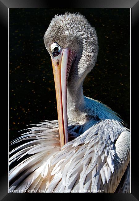 Pelican Preening Framed Print by Steven Else ARPS