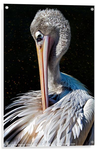 Pelican Preening Acrylic by Steven Else ARPS
