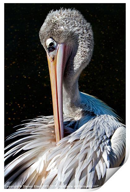 Pelican Preening Print by Steven Else ARPS