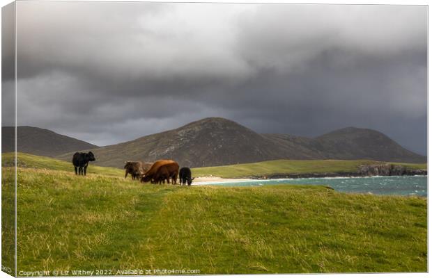 Highland Cattle, South Harris Canvas Print by Liz Withey