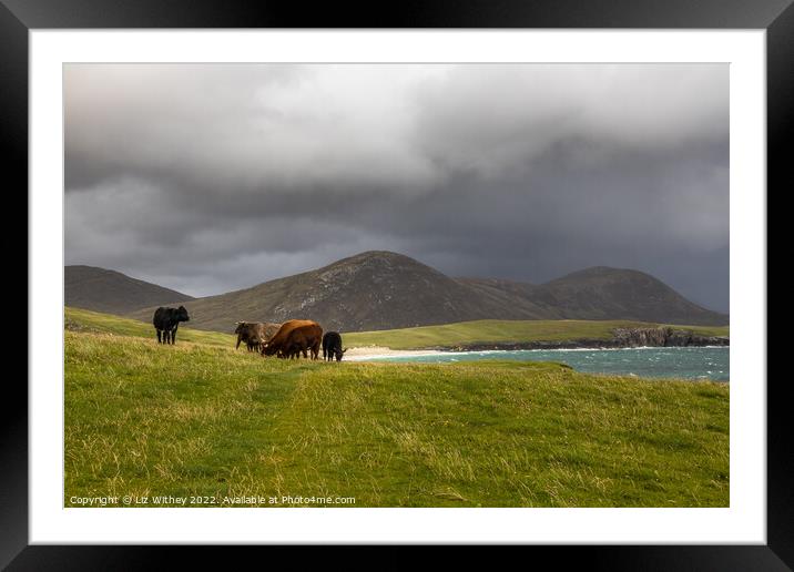 Highland Cattle, South Harris Framed Mounted Print by Liz Withey
