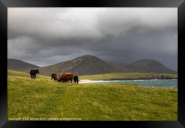 Highland Cattle, South Harris Framed Print by Liz Withey
