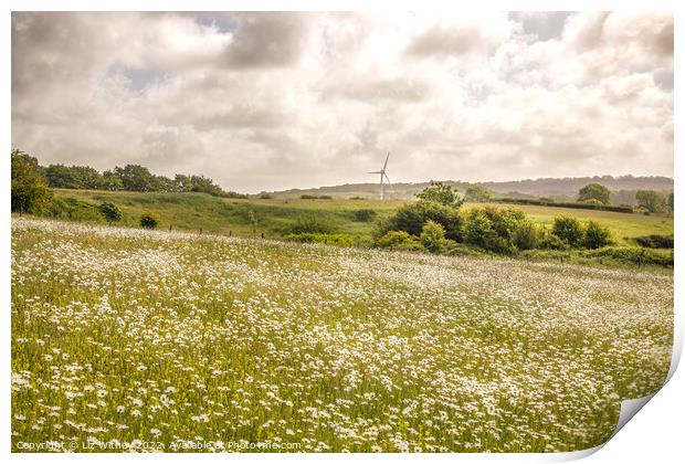 Summer Meadow Print by Liz Withey