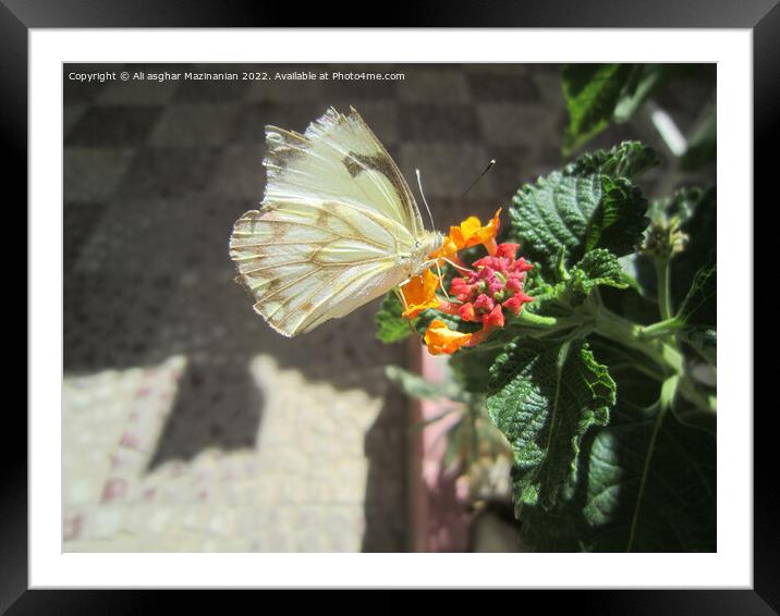 New butterfly shot Framed Mounted Print by Ali asghar Mazinanian
