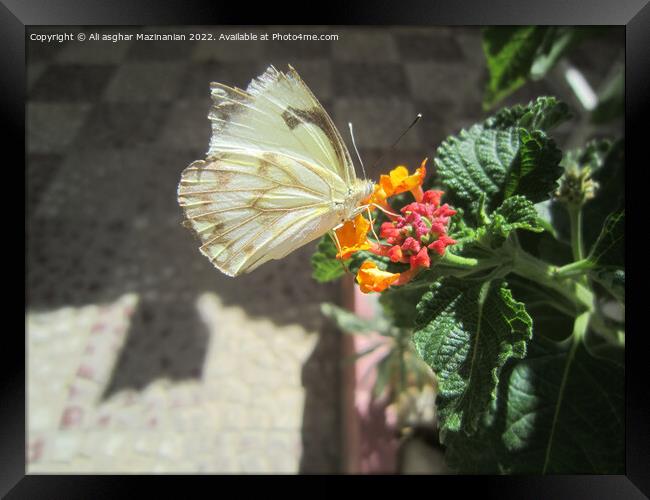 New butterfly shot Framed Print by Ali asghar Mazinanian