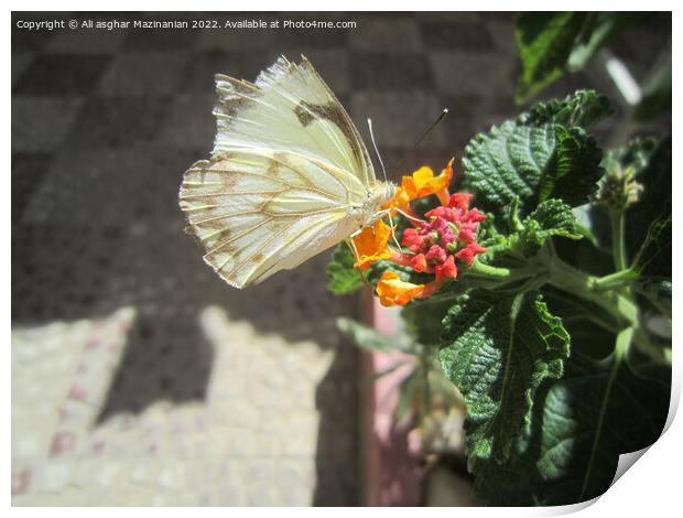 New butterfly shot Print by Ali asghar Mazinanian