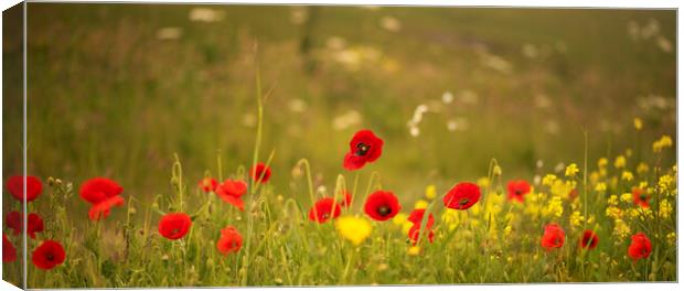 Wild Flower Meadows,Serene Poppies and Cornflowers Canvas Print by kathy white