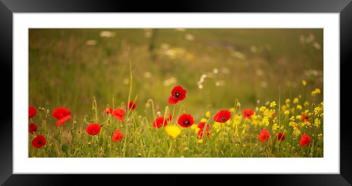 Wild Flower Meadows,Serene Poppies and Cornflowers Framed Mounted Print by kathy white