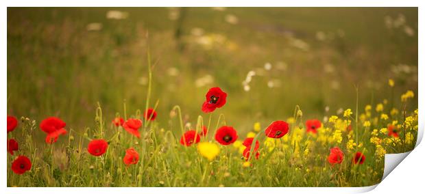 Wild Flower Meadows,Serene Poppies and Cornflowers Print by kathy white