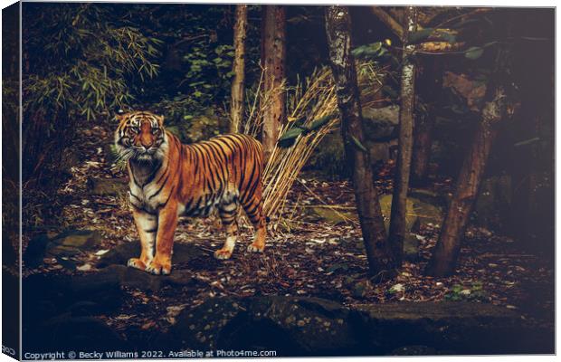 Posing Tiger Canvas Print by Becky Williams
