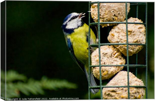 Hungry Blue Tit Canvas Print by Julie Tattersfield