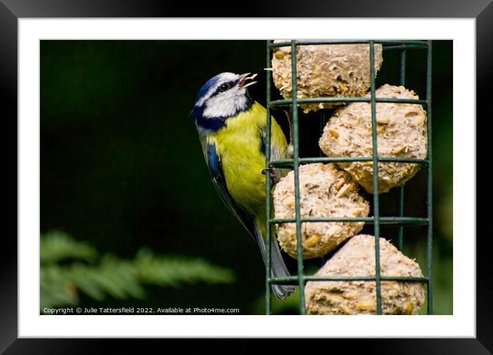 Hungry Blue Tit Framed Mounted Print by Julie Tattersfield