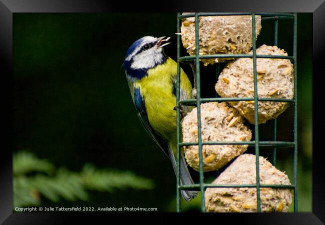 Hungry Blue Tit Framed Print by Julie Tattersfield