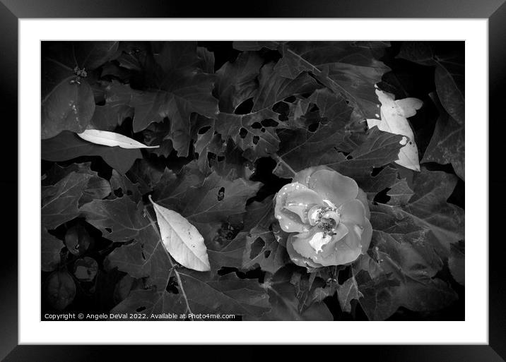 Rainy Monochrome Flower and Leaves  Framed Mounted Print by Angelo DeVal
