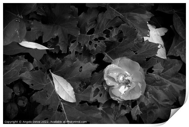 Rainy Monochrome Flower and Leaves  Print by Angelo DeVal