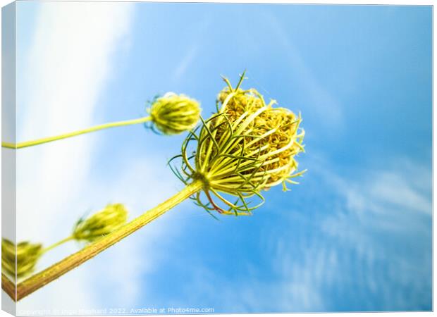 A low angle shot of growing wild carrot plants under the sunny s Canvas Print by Ingo Menhard