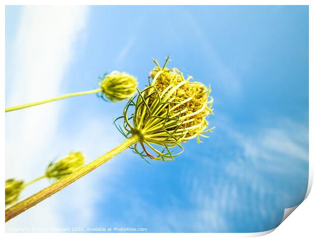 A low angle shot of growing wild carrot plants under the sunny s Print by Ingo Menhard