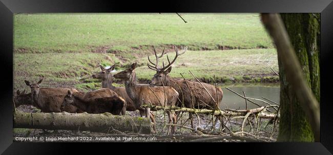 Selective focus shot of deers in their natural habitat Framed Print by Ingo Menhard