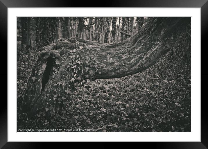 Crooked and abstract grown tree trunk Framed Mounted Print by Ingo Menhard