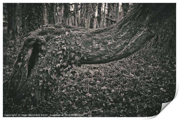 Crooked and abstract grown tree trunk Print by Ingo Menhard