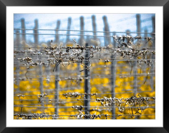 Selective focus shot of barbed wires Framed Mounted Print by Ingo Menhard