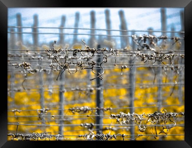 Selective focus shot of barbed wires Framed Print by Ingo Menhard
