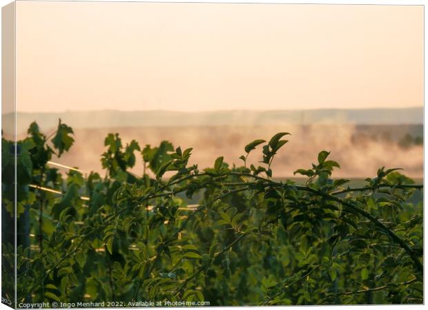 A closeup shot of a green plant branch at sunset with the mist i Canvas Print by Ingo Menhard