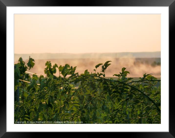 A closeup shot of a green plant branch at sunset with the mist i Framed Mounted Print by Ingo Menhard