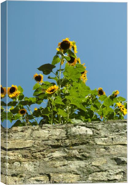 Vertical shot of beautiful sunflowers growing over a wall Canvas Print by Ingo Menhard