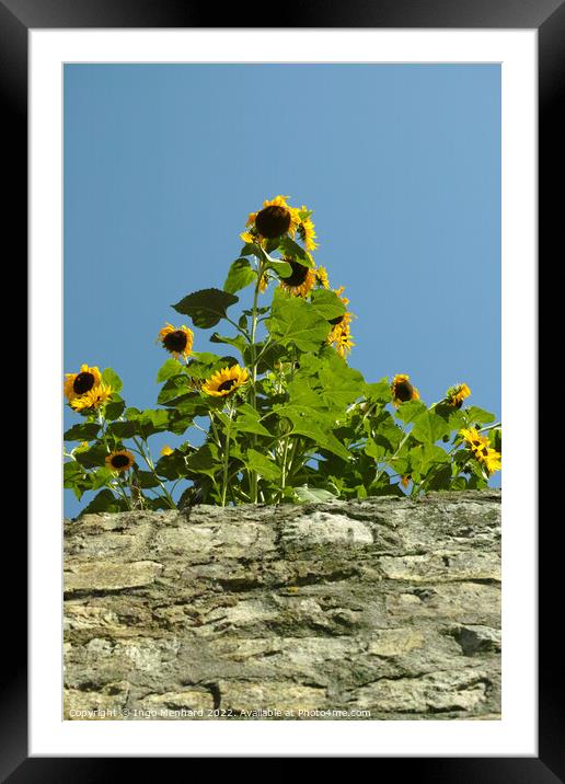 Vertical shot of beautiful sunflowers growing over a wall Framed Mounted Print by Ingo Menhard