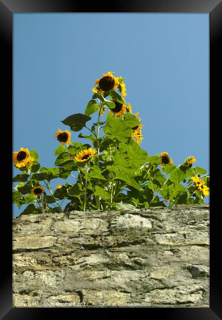 Vertical shot of beautiful sunflowers growing over a wall Framed Print by Ingo Menhard