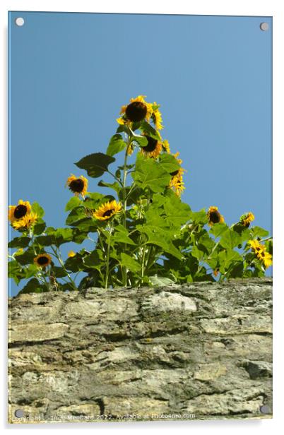 Vertical shot of beautiful sunflowers growing over a wall Acrylic by Ingo Menhard