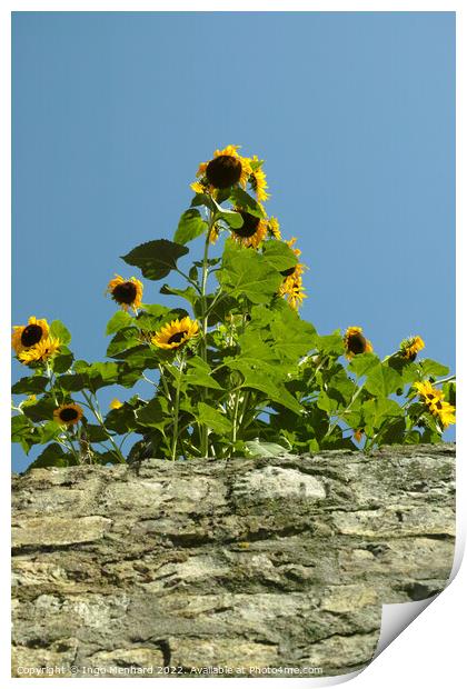 Vertical shot of beautiful sunflowers growing over a wall Print by Ingo Menhard