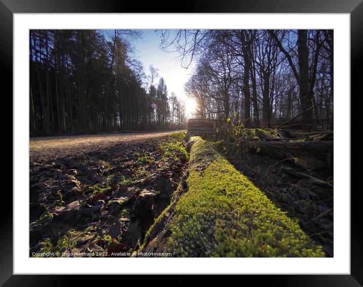 Low angle view to a forest path Framed Mounted Print by Ingo Menhard
