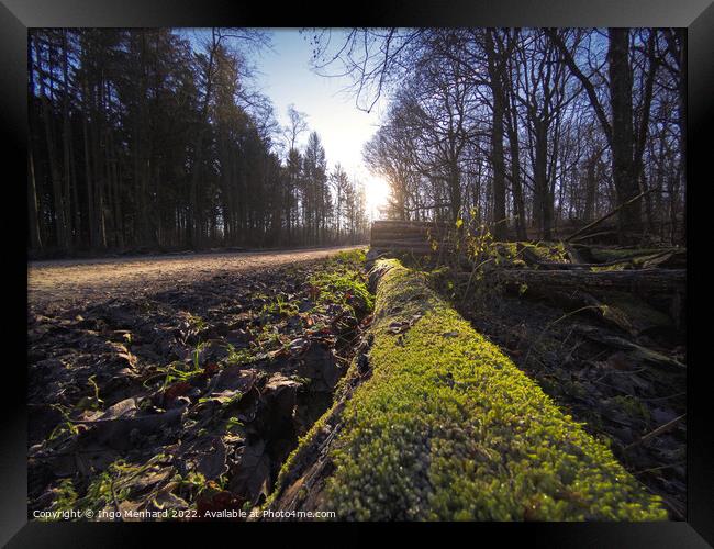 Low angle view to a forest path Framed Print by Ingo Menhard