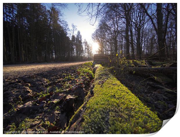 Low angle view to a forest path Print by Ingo Menhard