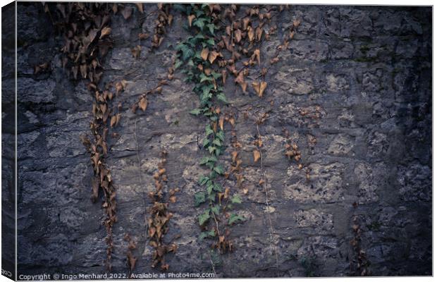 Closeup shot of a stone wall and muggling branches with green an Canvas Print by Ingo Menhard