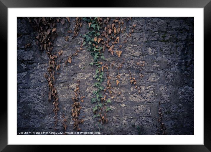 Closeup shot of a stone wall and muggling branches with green an Framed Mounted Print by Ingo Menhard