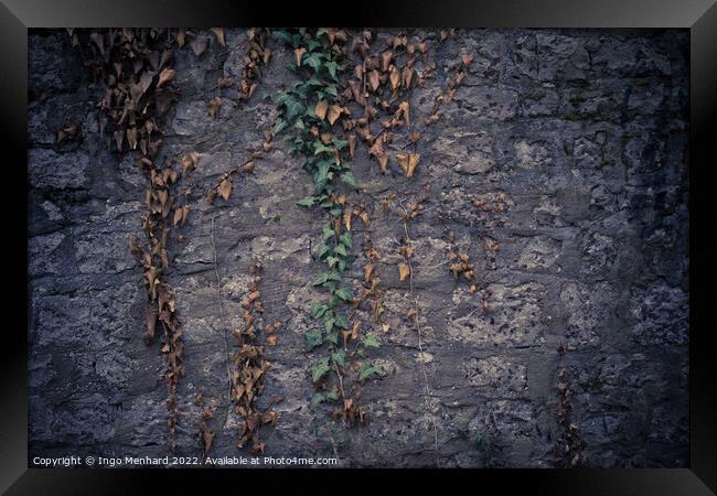 Closeup shot of a stone wall and muggling branches with green an Framed Print by Ingo Menhard