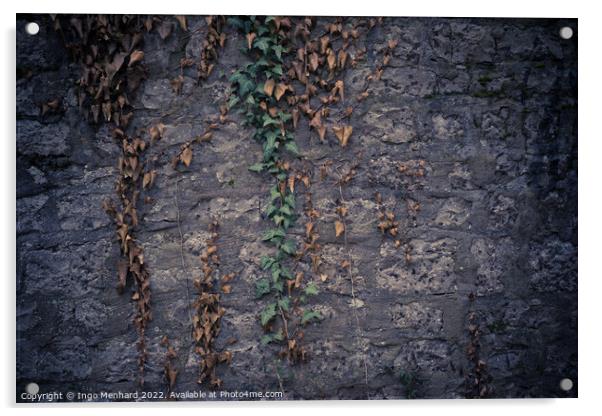 Closeup shot of a stone wall and muggling branches with green an Acrylic by Ingo Menhard