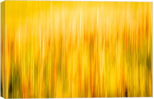 Golden Waves of Grass Canvas Print by DAVID FRANCIS