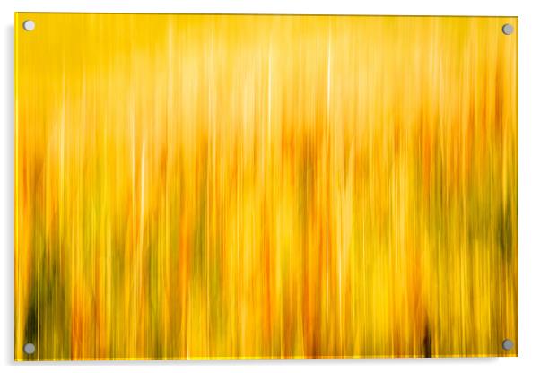Golden Waves of Grass Acrylic by DAVID FRANCIS