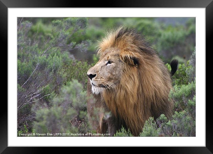 Lion Framed Mounted Print by Steven Else ARPS