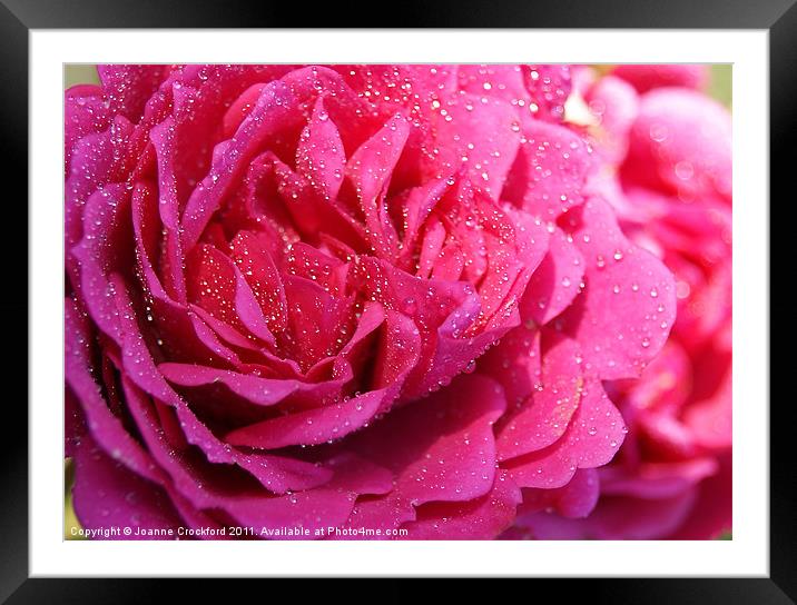 Pink Rose Framed Mounted Print by Joanne Crockford